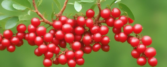 枸杞吃了有什么好处