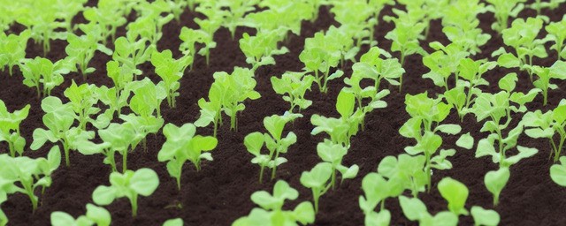 豆角什么时候种植最好