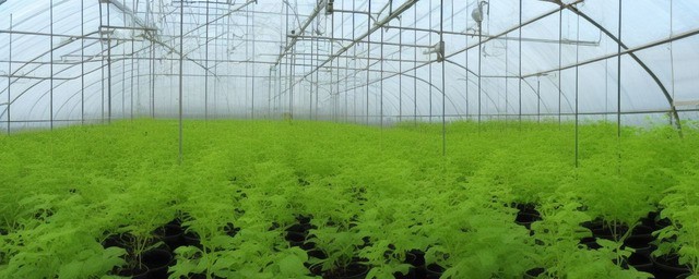 大棚种植什么最赚钱