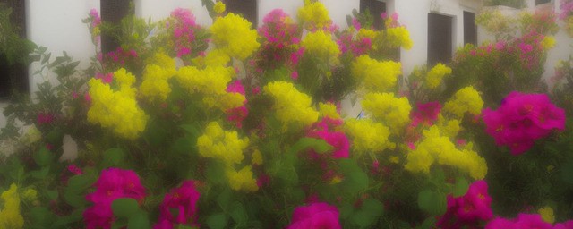 卡萨布兰卡花语