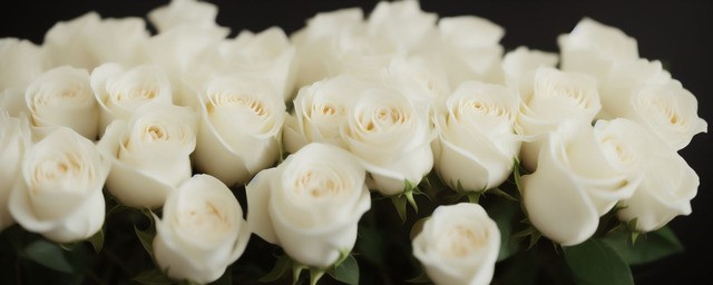 16朵白玫瑰花语