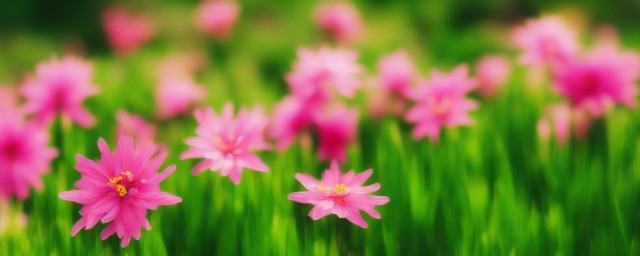 鸿运当头的花语