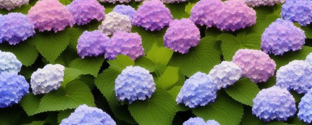 绣球花花语是什么