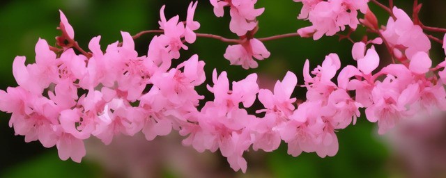 紫荆花爱情花语