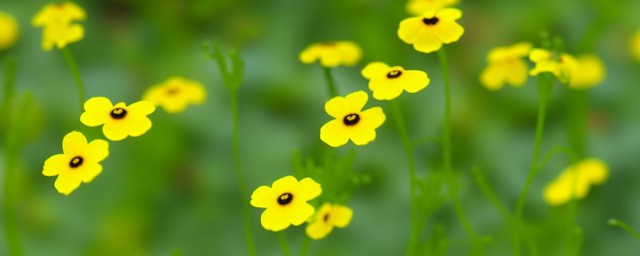 黄色勿忘我花语