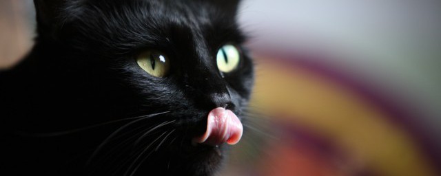 弃猫效应是什么 爱情里的弃猫效应是什么意思
