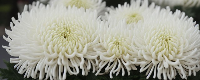 白色乒乓菊花语