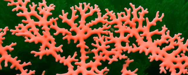 膨珊瑚花语寓意