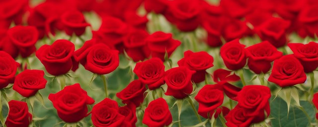 红色玫瑰的花语