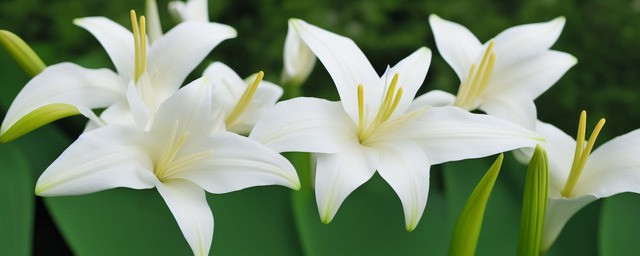 白百合的花语是什么