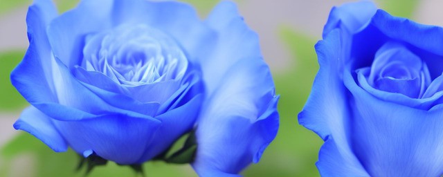 蓝色玫瑰花花语
