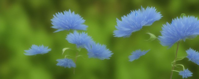 绿桔梗花的花语