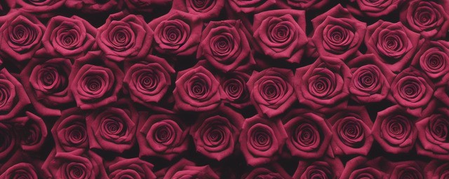 黑色玫瑰的花语