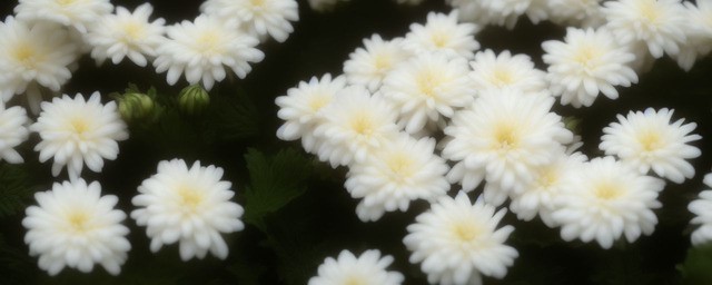 白色菊花的花语是什么
