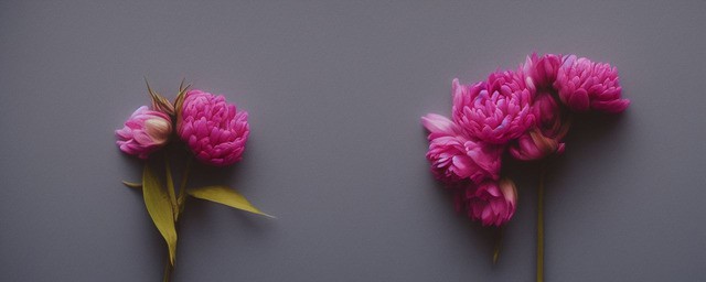 代表等待的花语