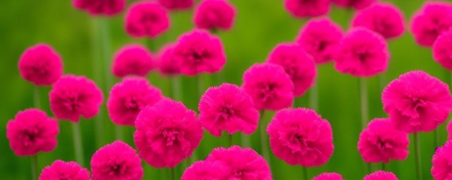 康乃馨的花语是什么意思