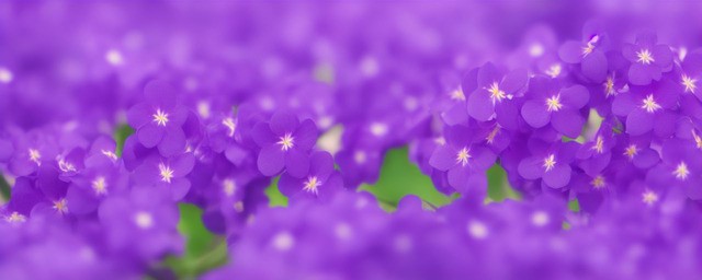 violet花语