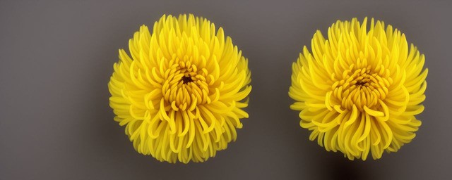 黄色乒乓菊花语