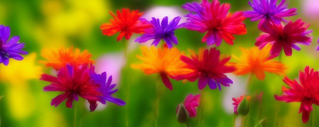 关于友谊的花语