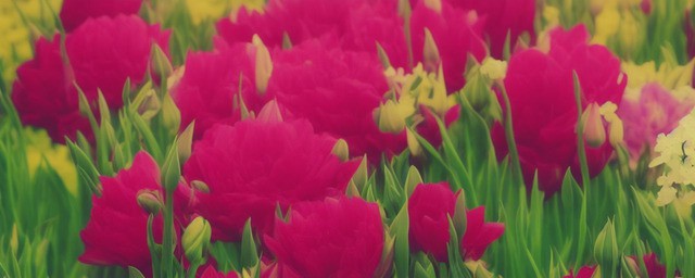 花语是绝望的爱的花