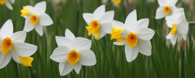 水仙花语是什么意思
