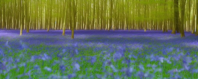 蓝风铃花的花语