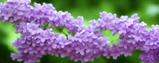 丁香花语和寓意