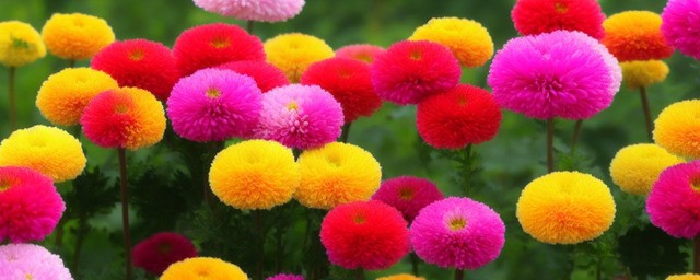 菊花花语是什么