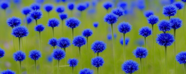 矢车菊的花语是什么