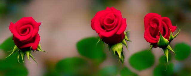 玫瑰花花语和寓意