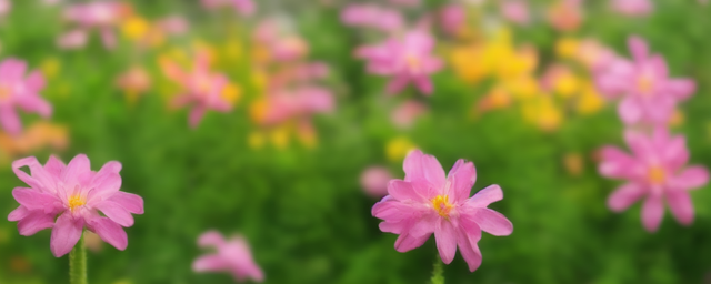 什么花开运最旺又好养