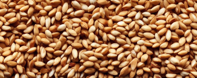 松子跟什么不能一起吃