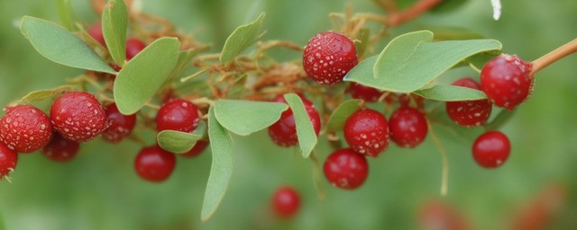 杨梅能泡过夜吗能吃吗