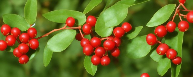 枸杞叶能过夜吃吗