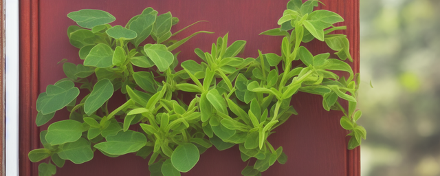 进门里放什么植物最旺财