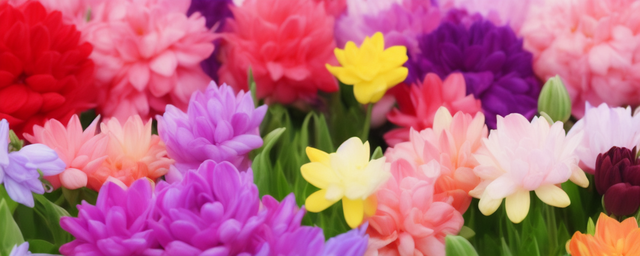 床边放什么花最旺财气呢