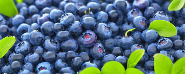 蓝莓到几月份采摘