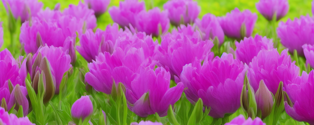 初春养什么花最旺盛好