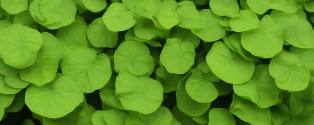 车前草可以和鱼腥草一起泡水喝吗