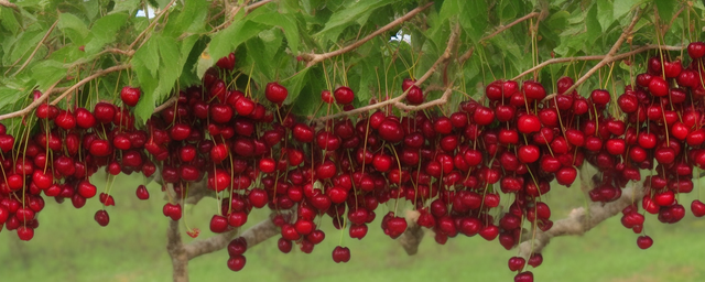 山东樱桃几月份能采摘