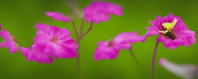 属老鼠最旺的花卉是什么