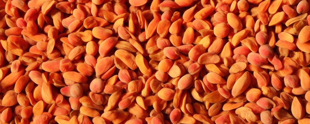 桃核几月份可采摘